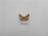 藏品(尺蛾202.1)的圖片